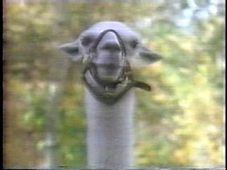 Touched by an Angel,  Xena: Warrior Princess,   Family Challenge