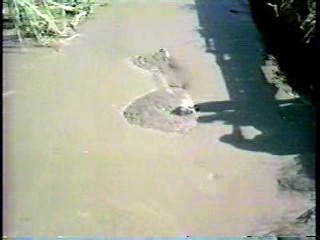 What Would You Do + CHiPs