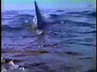 Two of a Kind, Baywatch