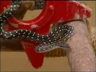 Ich bin ein Star â€“ Holt mich hier raus!