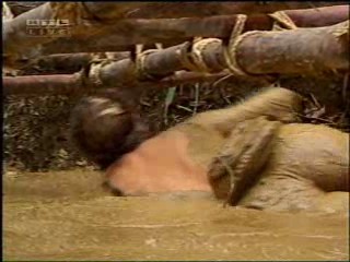 Ich bin ein Star â€“ Holt mich hier raus!