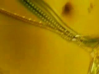 Music Video with Honey