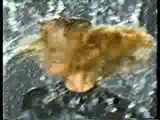 Coromist,  Noel's House Party