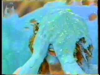 Coromist,  Noel's House Party