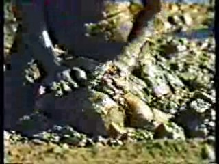 How Dare You,  Red Neck Games