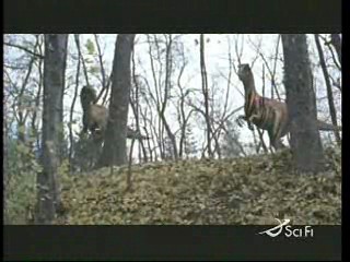Canadian Comedy,  Raptor Island