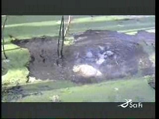 Canadian Comedy,  Raptor Island