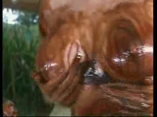 Fear Factor,  3 girls get messy