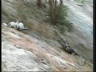 Pepper Dennis,  Monster in Law,  Dynasty