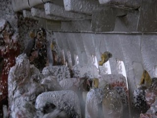 Where the Buffalo Roam