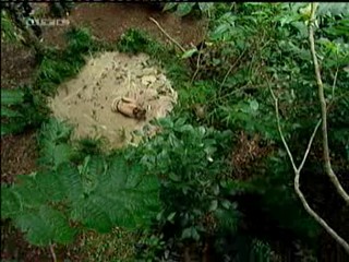 Caroline Beil - German I'm a celbrity