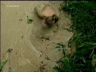 Caroline Beil - German I'm a celbrity