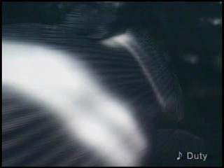 Ayumi Hamasaki Commercial