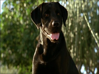 Rebecca Ryman - Wer Liebe verspricht