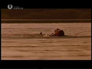 Cascadeur - Das Bernsteinzimmer