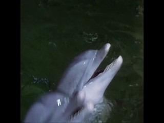 Die Besucher â€“ NÃ¡vÅ¡tÄ›vnÃ­ci