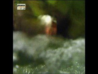 Phoenix - Travel Show