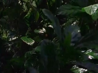 Sterne des SÃ¼dens - Flucht aus dem Dschungel