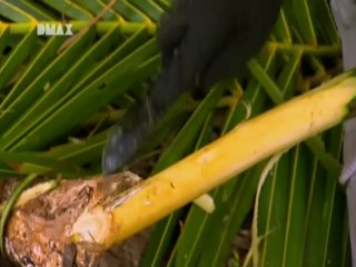 Man, Woman, Wild - South Pacific