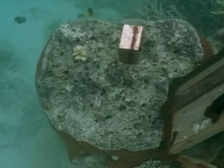 Swiss Family Robinson - The Light Of The World