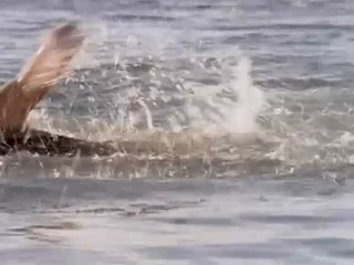 Swiss Family Robinson - The Light Of The World