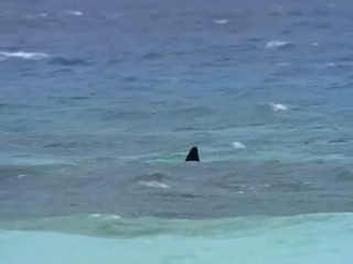 Swiss Family Robinson - The Light Of The World