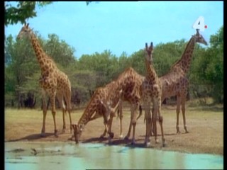 Tarzan and the Mysterious Sheik