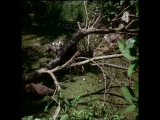 Tarzan and the Stoneman