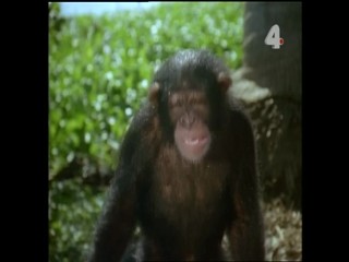 Tarzan and the Night Horrors