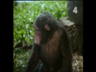 Tarzan and the Night Horrors