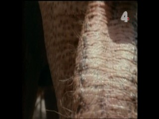 Tarzan and the Polluted River