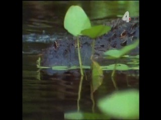 Tarzan and the Mating Season