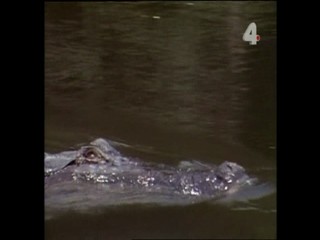 Tarzan and the Mating Season