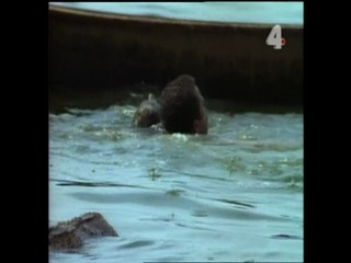 Tarzan's Dangerous Journey