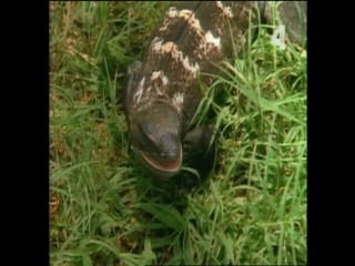 Tarzan and the Mutant Creature - Part 1