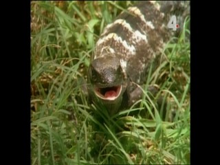 Tarzan and the Mutant Creature - Part 1