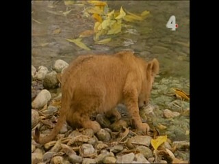 Tarzan and the Orphan