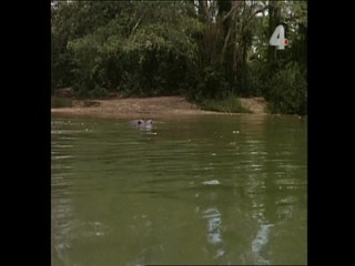 Tarzan and the Orphan