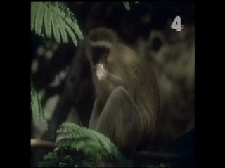 Tarzan and the Fear of Blindness