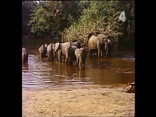 Tarzan - The Golden Egg