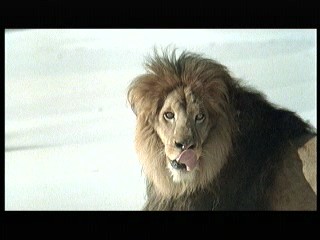 Tarzan the Ape Man (1981) scene# 3/9