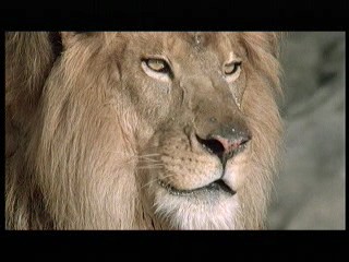 Tarzan the Ape Man (1981) scene# 3/9