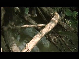Tarzan the Ape Man (1981) scene# 5/9