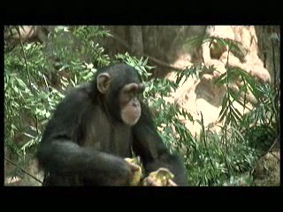 Tarzan the Ape Man (1981) scene# 5/9