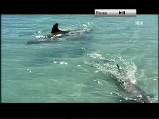 Playing with dolphins