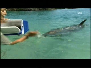Playing with dolphins