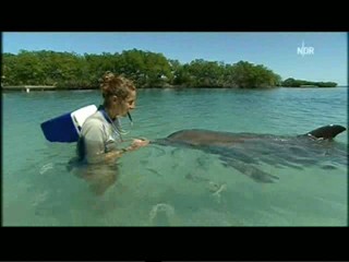 Playing with dolphins
