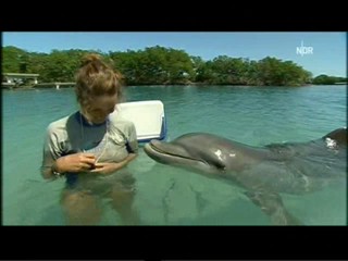 Playing with dolphins