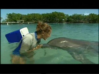 Playing with dolphins