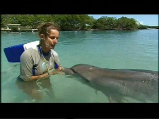 Playing with dolphins